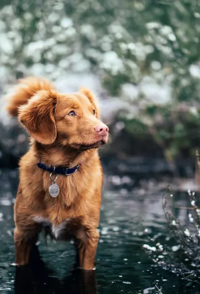 Dog standing in a river